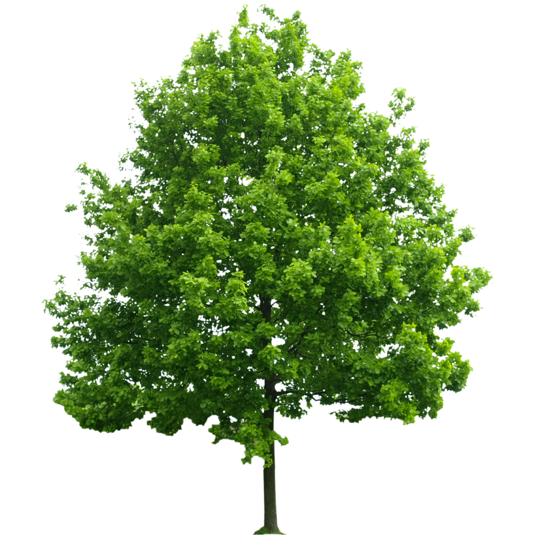 Beslou Paysage Paysagiste Cesson Sevigne Design Sans Titre